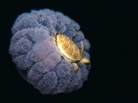 turtle_riding_on_a_jellyfish_1000_184771_original_thumb