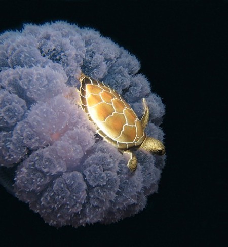 Titula esta foto III